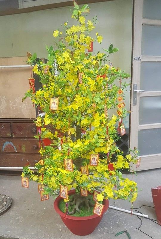 Cay-may-man-trung-Tet