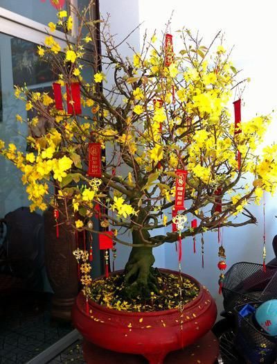 Cay-may-man-trung-Tet