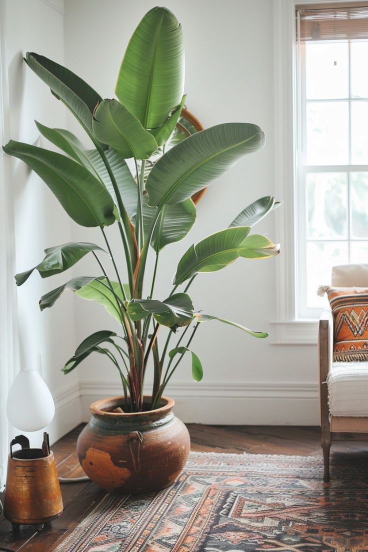 Tuoi-nuoc-cho-cay-kieng-nghe-thuat