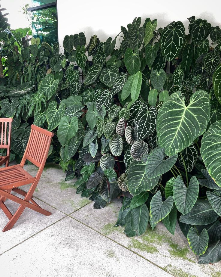 Thiết kế vườn cây xanh nhiệt đới mang hơi thở thiên nhiên vào không gian sống 4 Vuon-cay-xanh-nhiet-doi