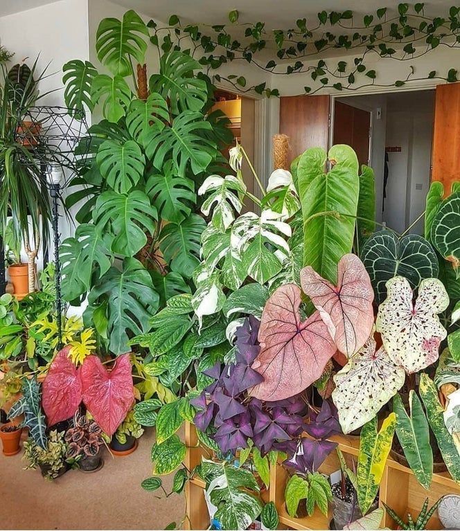 Thiết kế vườn cây xanh nhiệt đới mang hơi thở thiên nhiên vào không gian sống 2 Vuon-cay-xanh-nhiet-doi