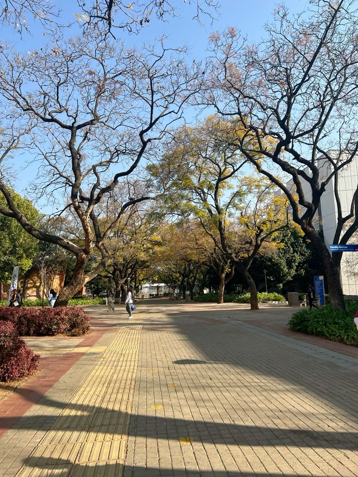 Biện pháp phòng ngừa rủi ro khi chặt cây lớn trong khuôn viên trường học 4 bien-phap-phong-ngua-rui-ro