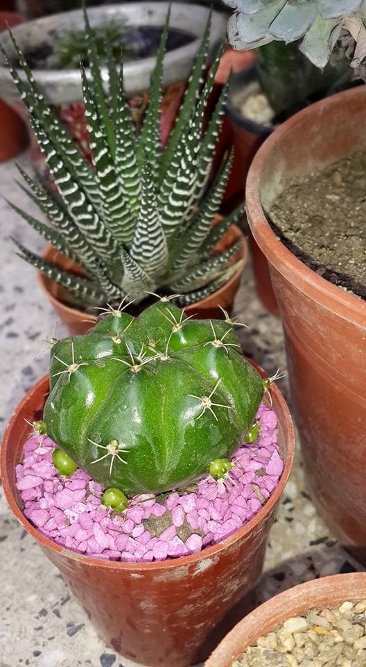 tuoi-nuoc-cay-la-rong