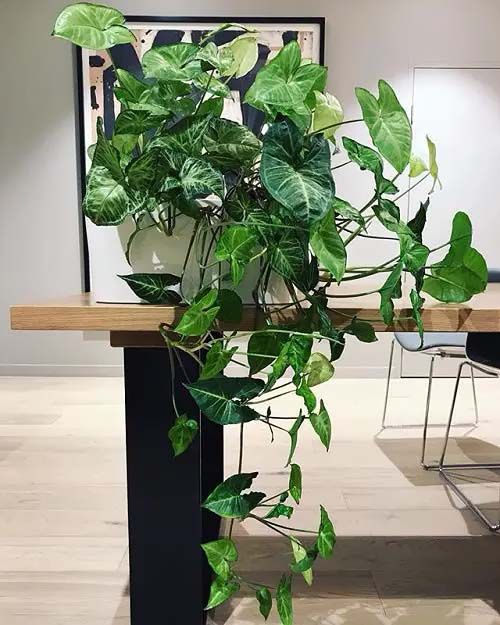 Cây cảnh mini bền đẹp cho dân văn phòng 4 Cay-canh-mini-ben-dep