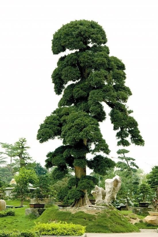 Cây sộp cổ thụ trồng làm mái vòm xanh – Tạo bóng mát cho lối đi sân vườn 1 Cay-sop-co-thu-trong-lam-mai-vom