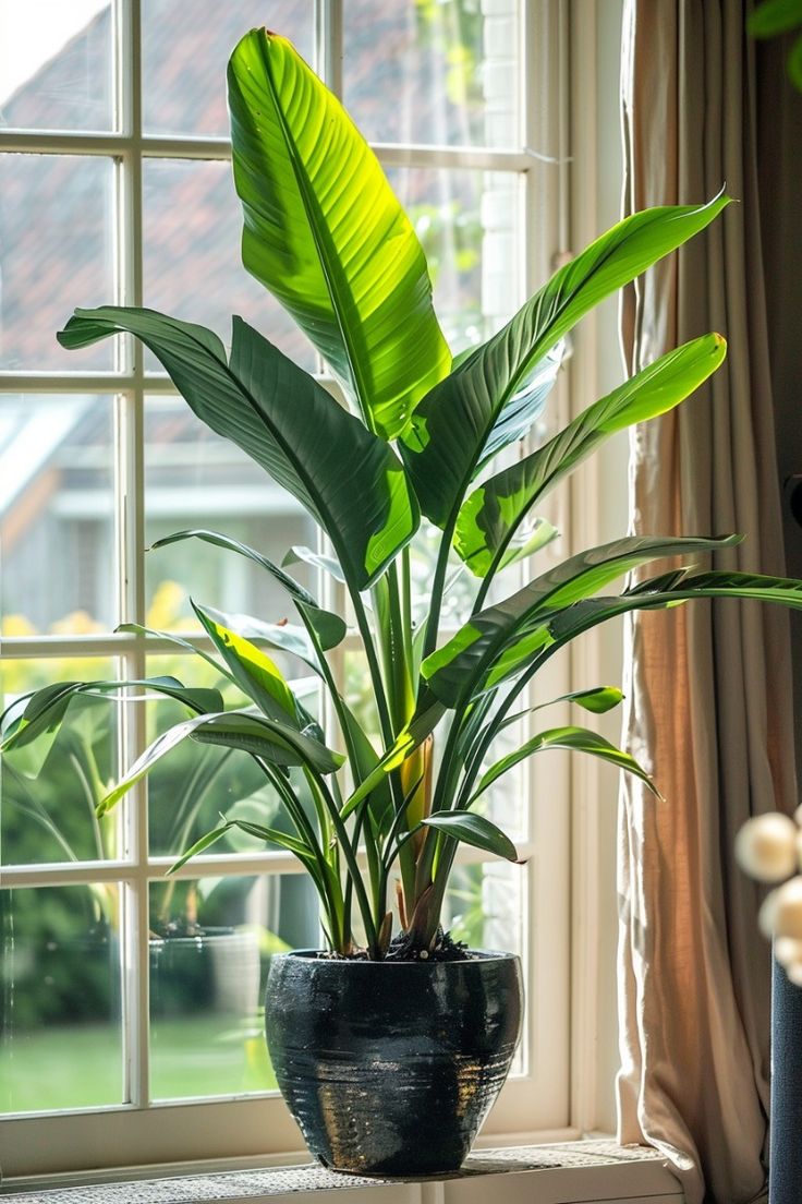 Cây xanh chịu nhiệt phù hợp ban công hướng Tây 1 Cay-xanh-chiu-nhiet