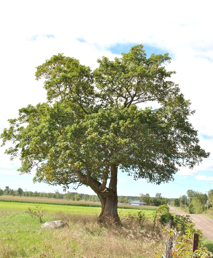 Giá trị phong thủy và lịch sử của những cây cổ thụ trăm tuổi 2 Gia-tri-phong-thuy-va-lich-su