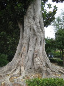 Gia-tri-sinh-thai-cua-cay-si
