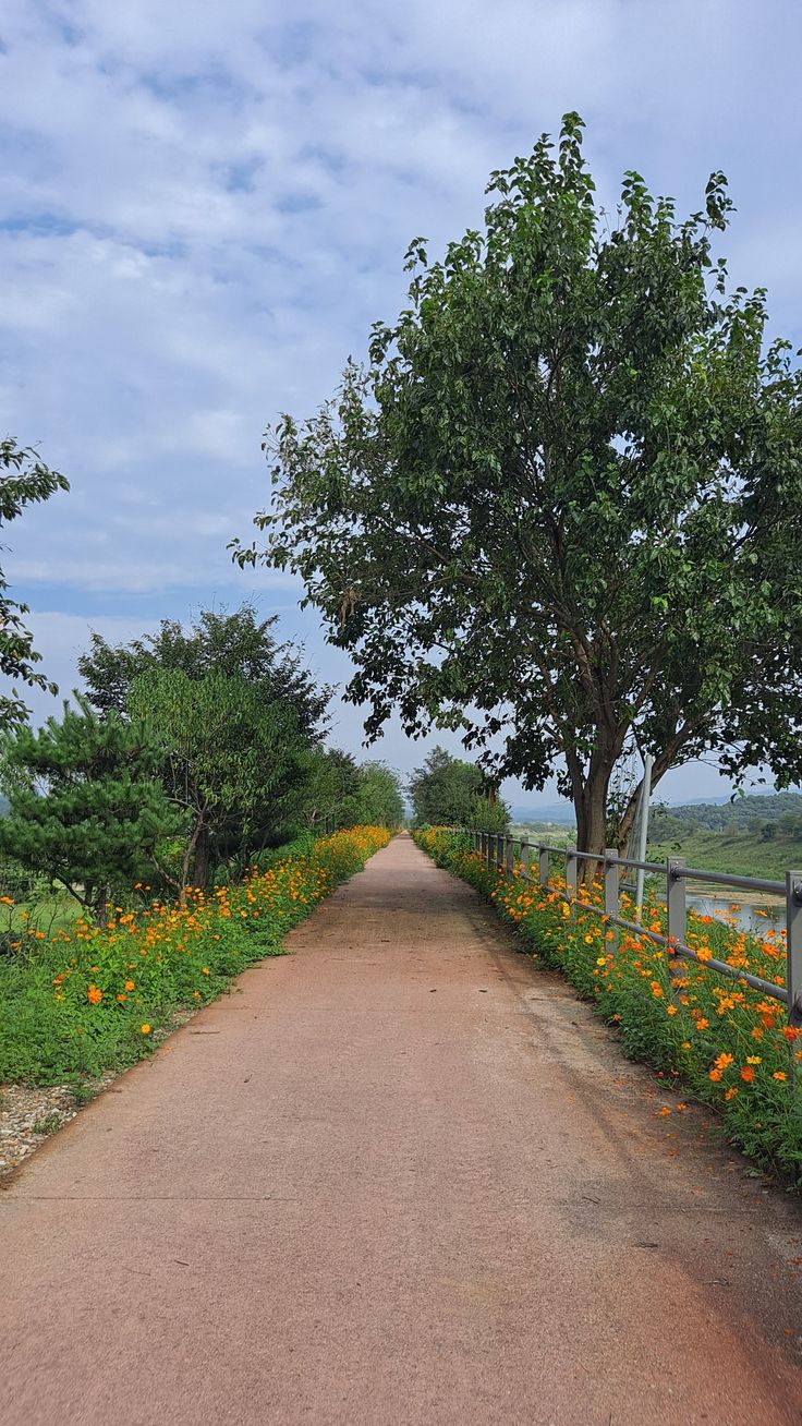 Kỹ thuật di dời cây xanh không làm hại đến bộ rễ 4 Ky-thuat-di-doi-cay