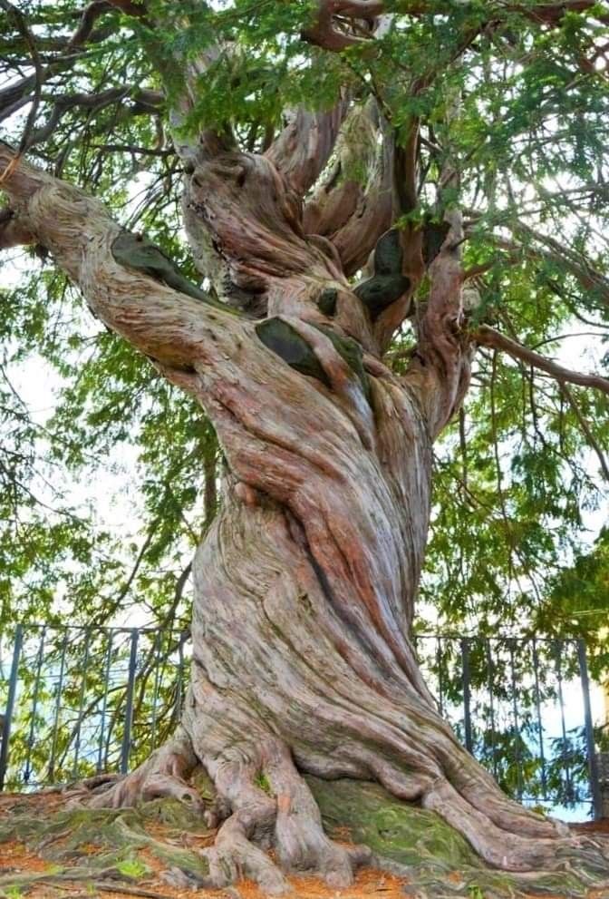 Ứng dụng cây cổ thụ trong kiến trúc tâm linh hiện đại – Giữ hồn truyền thống 1 Ung-dung-cay-co-thu