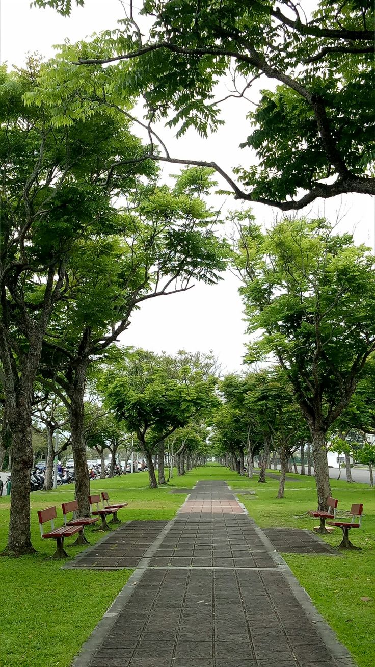 cay-da-trong-cong-vien-van-hoa