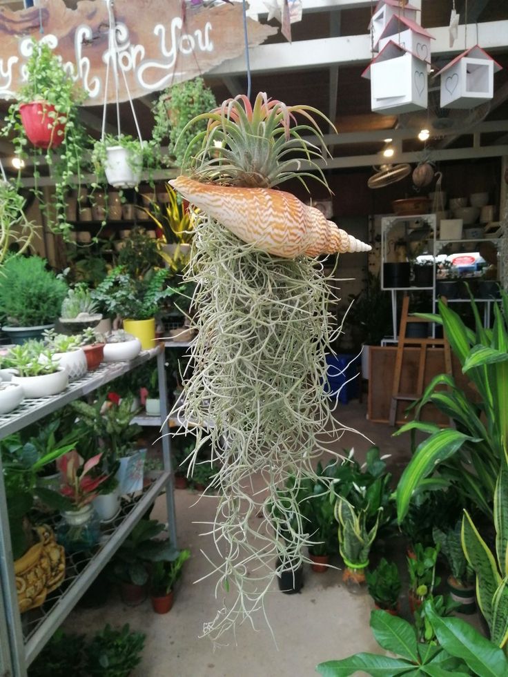 Gợi ý các loại cây không cần tưới mỗi ngày vẫn phát triển tốt 2 cay-khong-can-tuoi