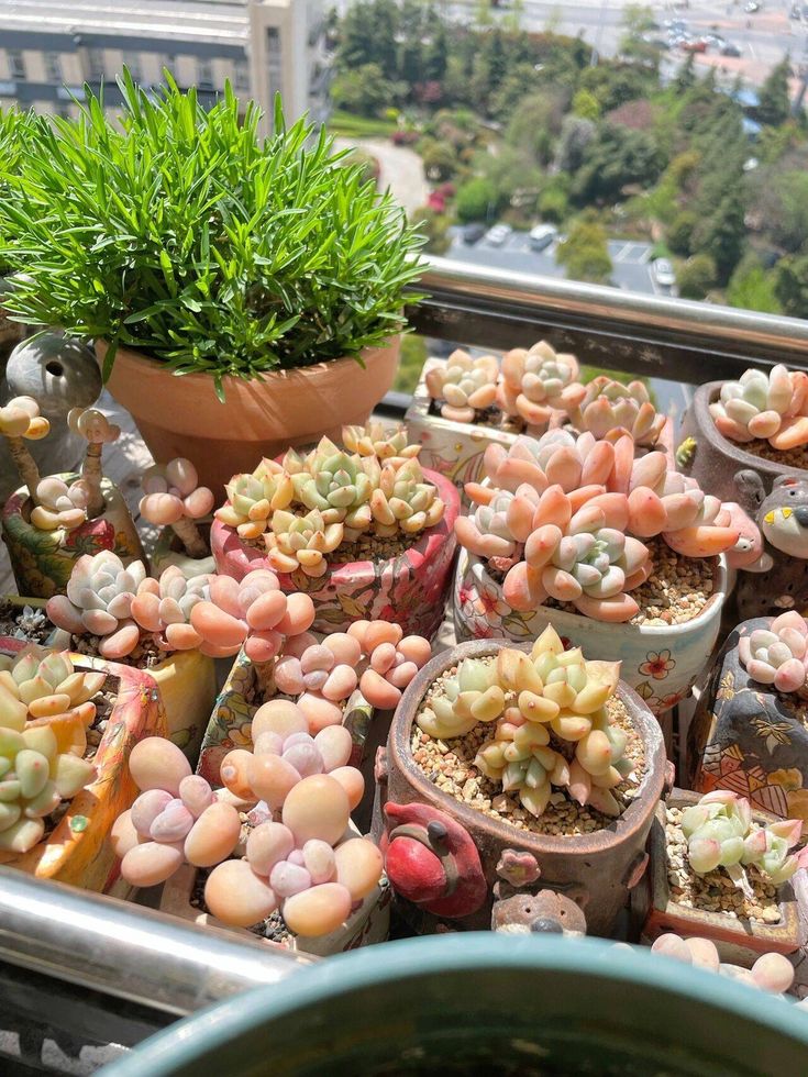 cay-thich-nghi-tot