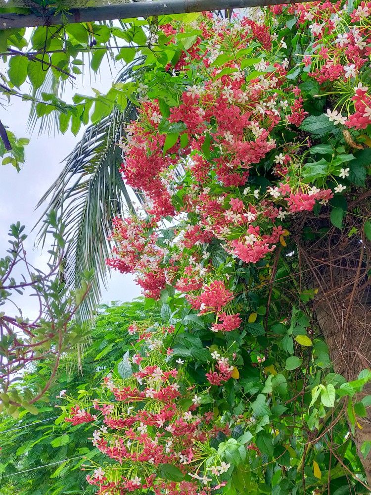 Giá Cây Lộc Vừng Theo Kích Thước 2 Gia-Cay-Loc-Vung